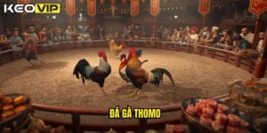 đá gà thomo