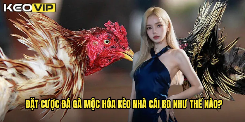 Đặt cược đá gà mộc hóa kèo nhà cái bg như thế nào?