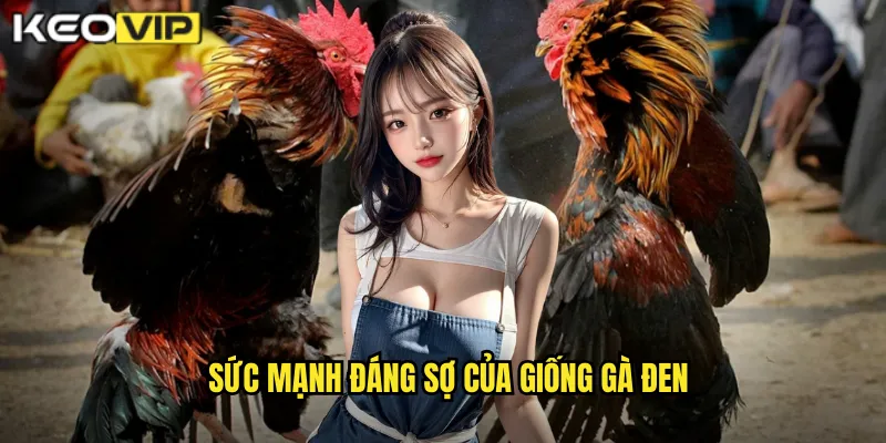 Sức mạnh đáng sợ của giống gà đen