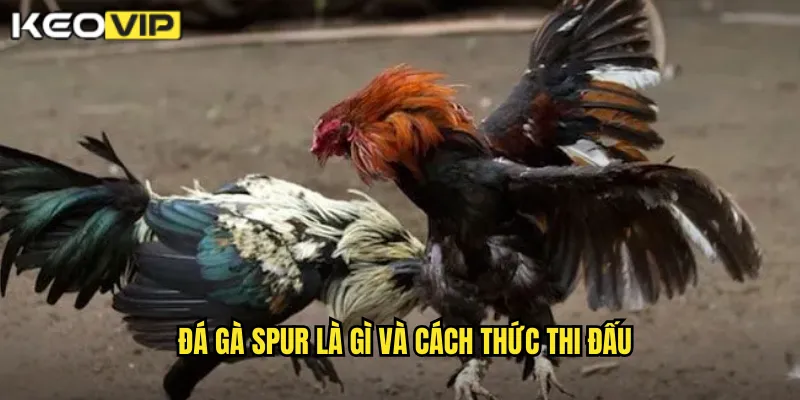 Đá gà spur là gì và cách thức thi đấu