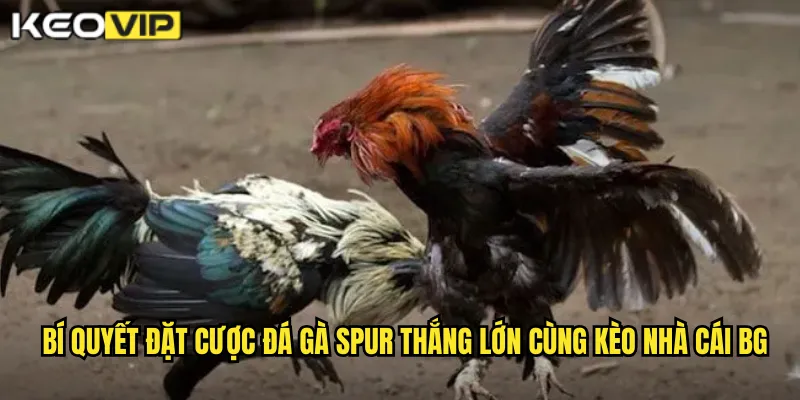 Bí quyết đặt cược đá gà spur thắng lớn cùng kèo nhà cái bg
