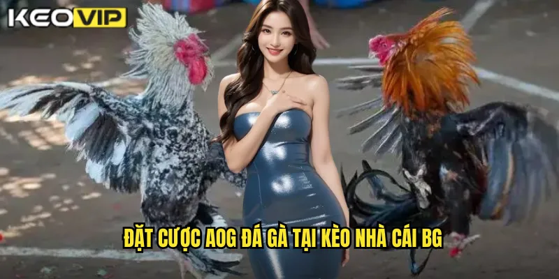 Đặt cược AOG đá gà tại kèo nhà cái bg